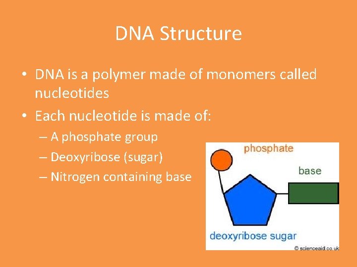 DNA Structure • DNA is a polymer made of monomers called nucleotides • Each