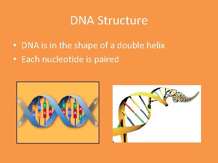 DNA Structure • DNA is in the shape of a double helix • Each