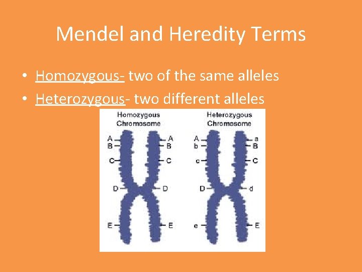 Mendel and Heredity Terms • Homozygous- two of the same alleles • Heterozygous- two