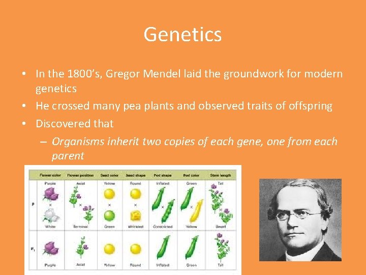 Genetics • In the 1800’s, Gregor Mendel laid the groundwork for modern genetics •