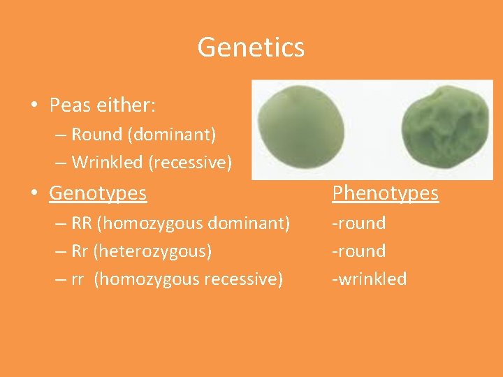 Genetics • Peas either: – Round (dominant) – Wrinkled (recessive) • Genotypes – RR