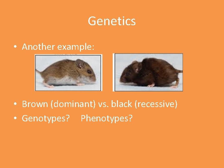 Genetics • Another example: • Brown (dominant) vs. black (recessive) • Genotypes? Phenotypes? 