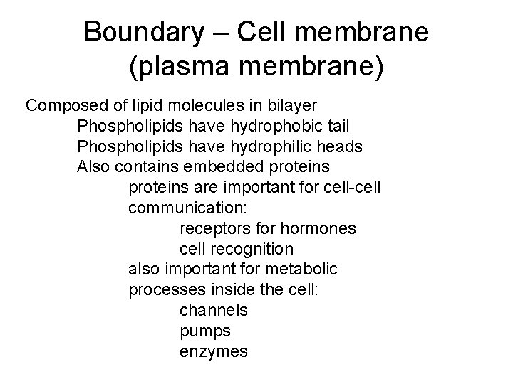 Boundary – Cell membrane (plasma membrane) Composed of lipid molecules in bilayer Phospholipids have
