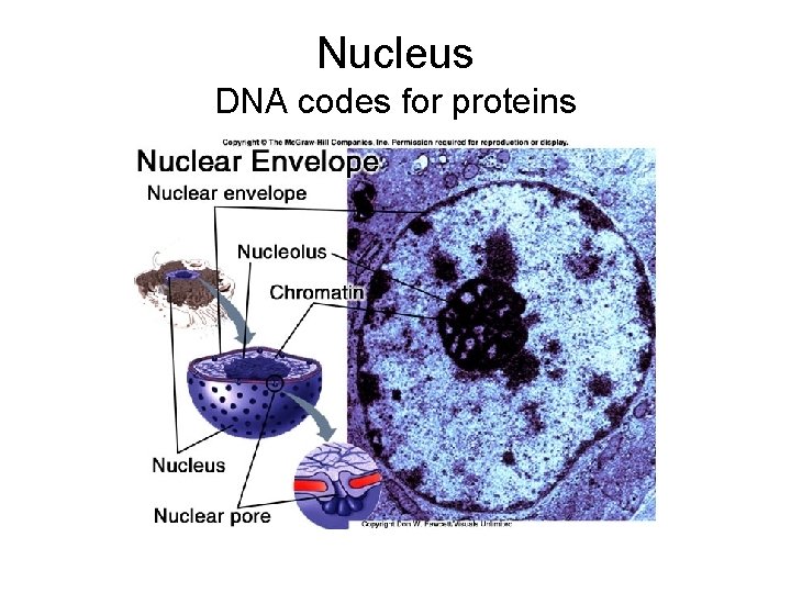 Nucleus DNA codes for proteins 