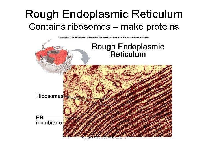 Rough Endoplasmic Reticulum Contains ribosomes – make proteins 