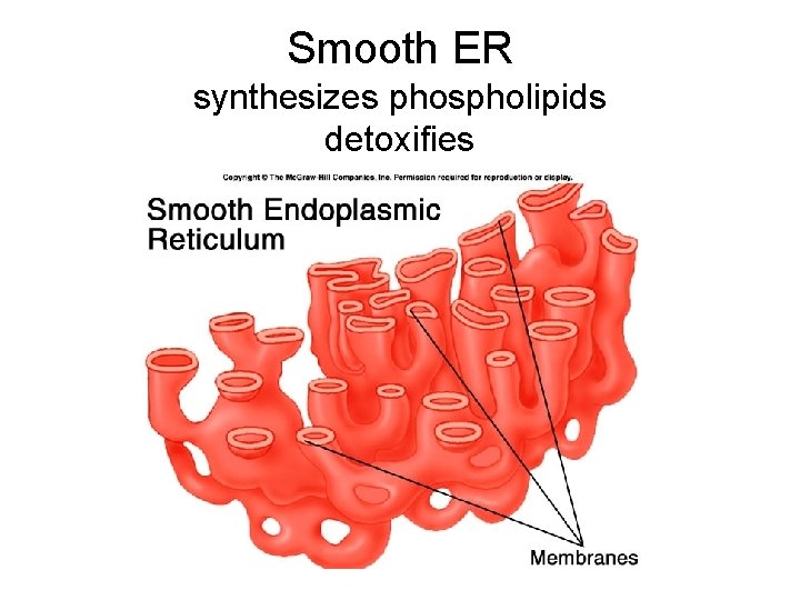 Smooth ER synthesizes phospholipids detoxifies 
