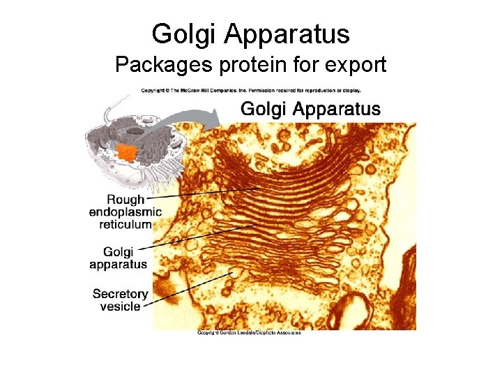 Golgi Apparatus Packages protein for export 