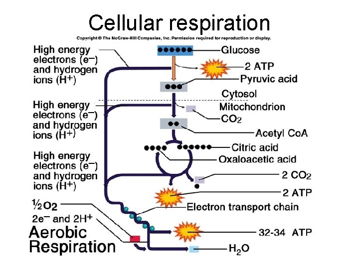 Cellular respiration 