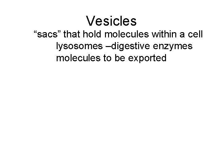 Vesicles “sacs” that hold molecules within a cell lysosomes –digestive enzymes molecules to be
