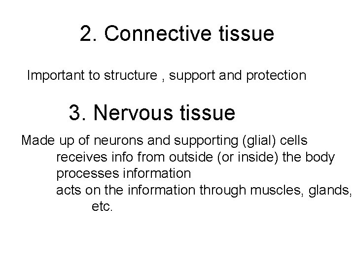 2. Connective tissue Important to structure , support and protection 3. Nervous tissue Made