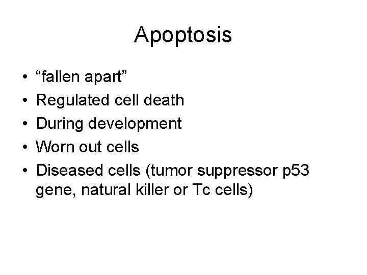 Apoptosis • • • “fallen apart” Regulated cell death During development Worn out cells
