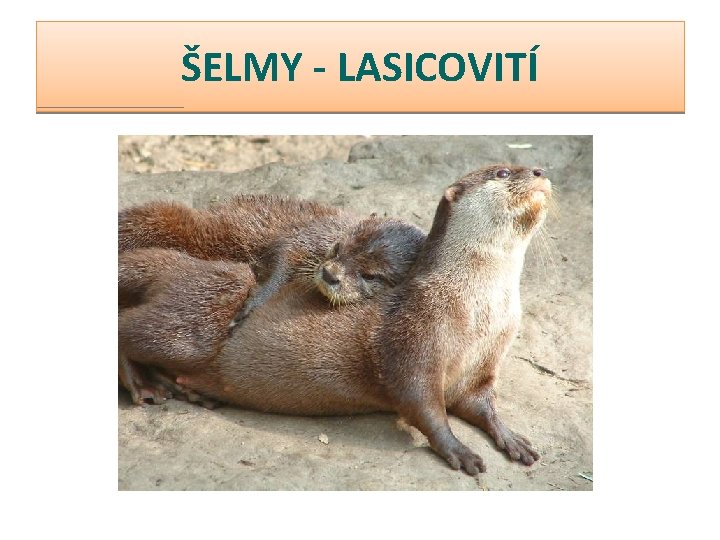 ŠELMY - LASICOVITÍ 