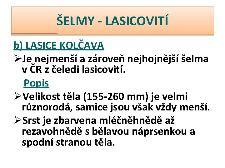 ŠELMY - LASICOVITÍ b) LASICE KOLČAVA ØJe nejmenší a zároveň nejhojnější šelma v ČR