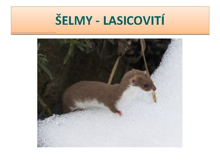 ŠELMY - LASICOVITÍ 