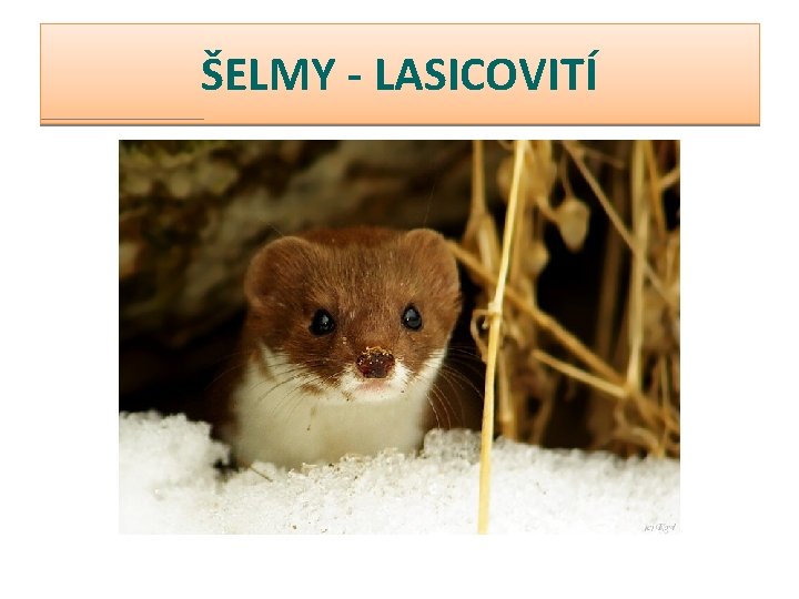 ŠELMY - LASICOVITÍ 