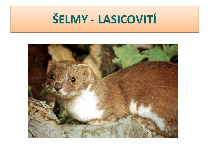 ŠELMY - LASICOVITÍ 