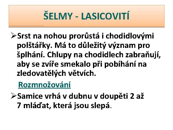 ŠELMY - LASICOVITÍ ØSrst na nohou prorůstá i chodidlovými polštářky. Má to důležitý význam