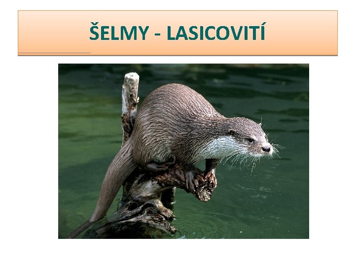 ŠELMY - LASICOVITÍ 