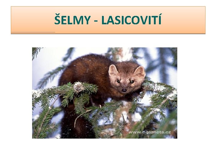 ŠELMY - LASICOVITÍ 