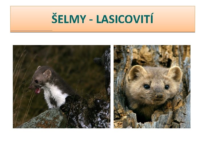 ŠELMY - LASICOVITÍ 