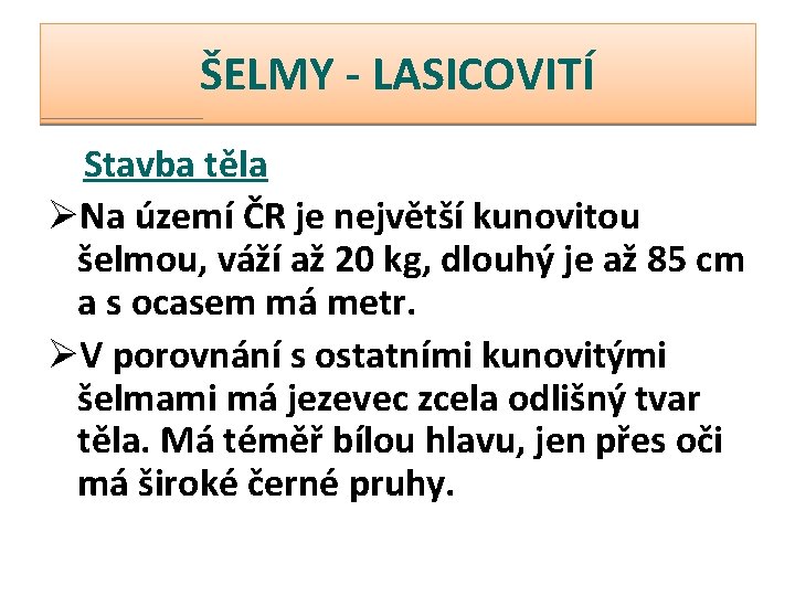 ŠELMY - LASICOVITÍ Stavba těla ØNa území ČR je největší kunovitou šelmou, váží až