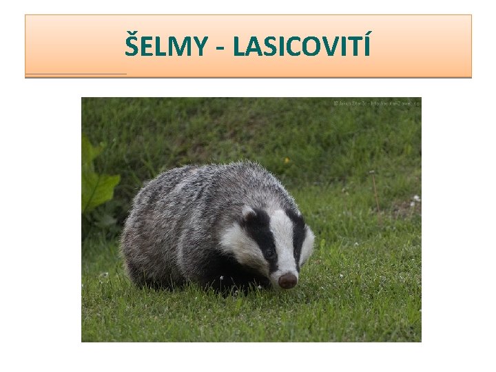 ŠELMY - LASICOVITÍ 