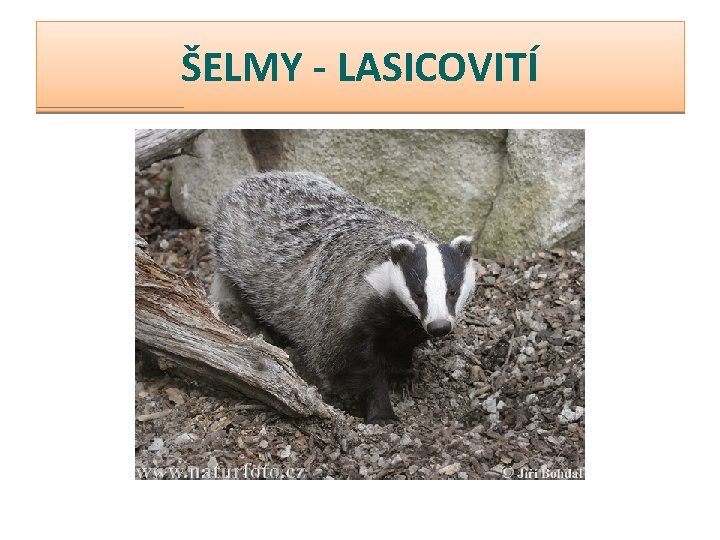 ŠELMY - LASICOVITÍ 