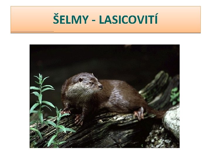 ŠELMY - LASICOVITÍ 