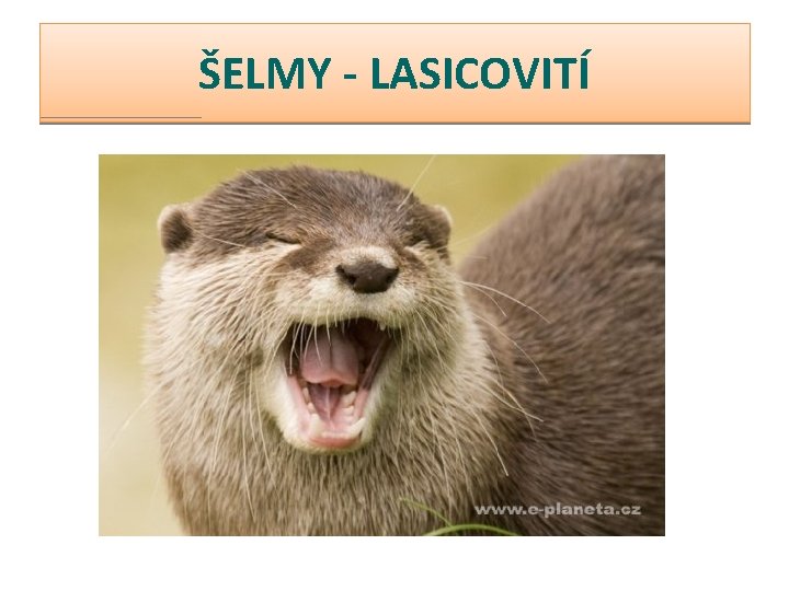 ŠELMY - LASICOVITÍ 