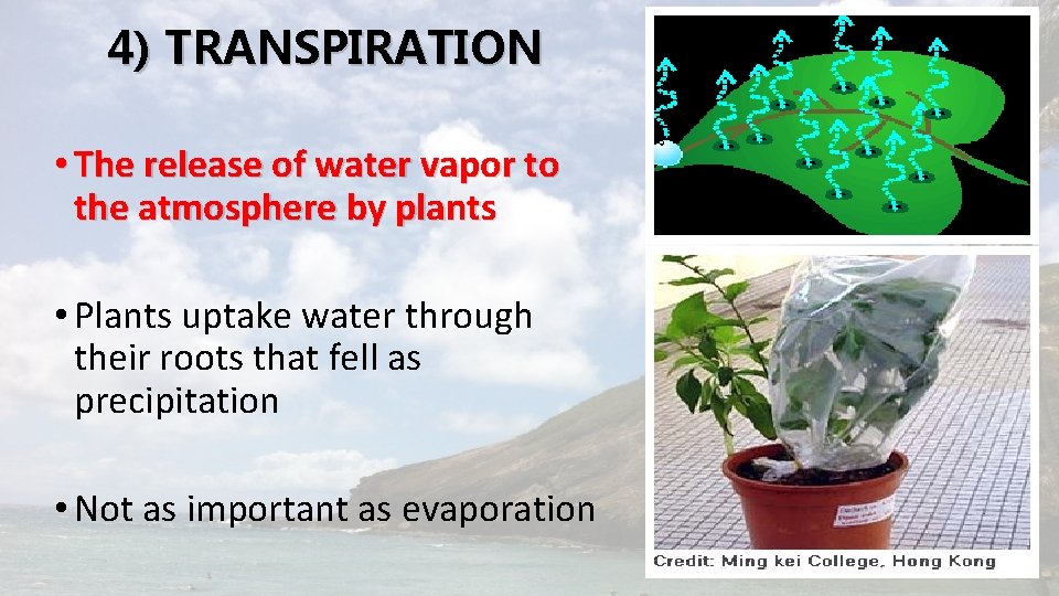 4) TRANSPIRATION • The release of water vapor to the atmosphere by plants •