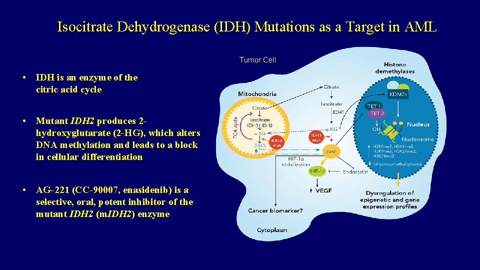 Isocitrate Dehydrogenase (IDH) Mutations as a Target in AML Tumor Cell • IDH is