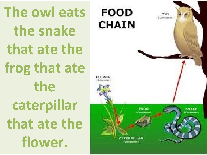 The owl eats the snake that ate the frog that ate the caterpillar that
