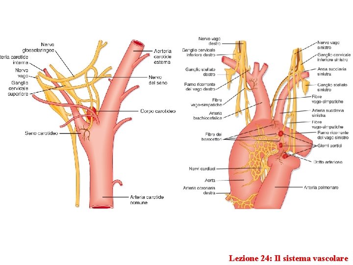 Lezione 24: Il sistema vascolare 