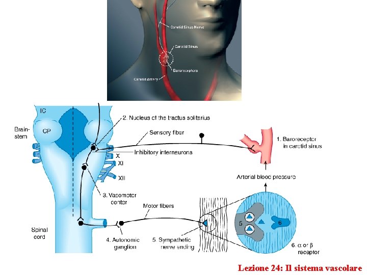 Lezione 24: Il sistema vascolare 