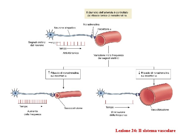 Lezione 24: Il sistema vascolare 
