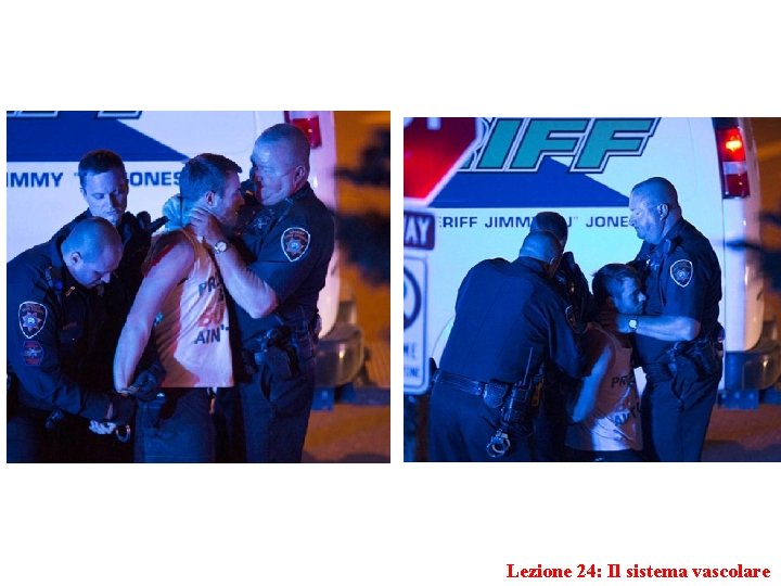 Lezione 24: Il sistema vascolare 