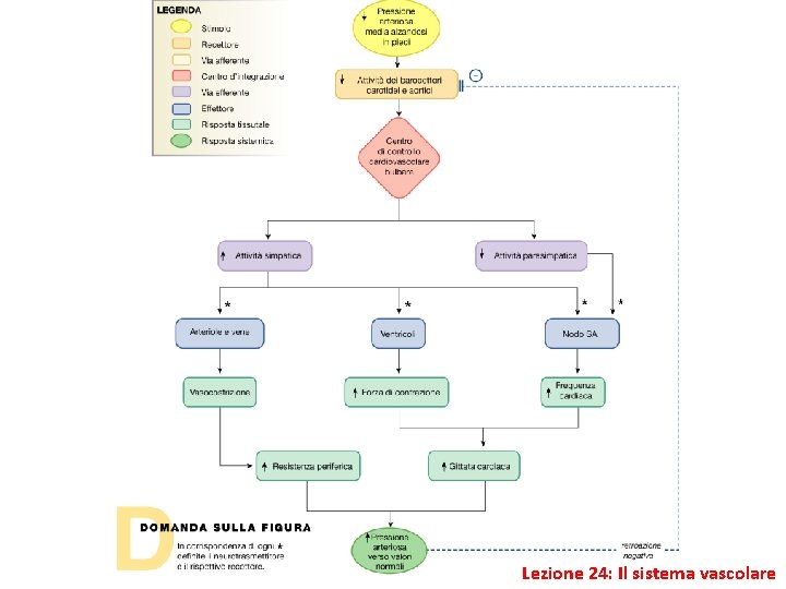 Lezione 24: Il sistema vascolare 