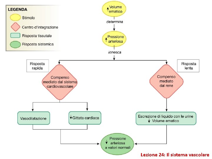 Lezione 24: Il sistema vascolare 