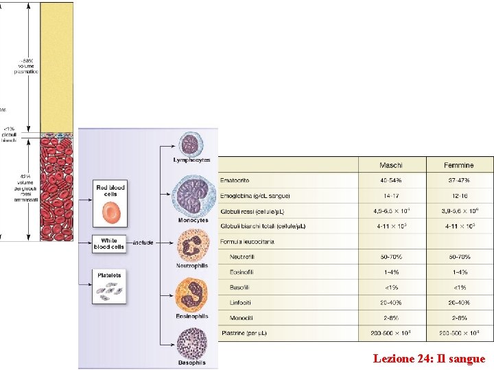Lezione 24: Il sangue 