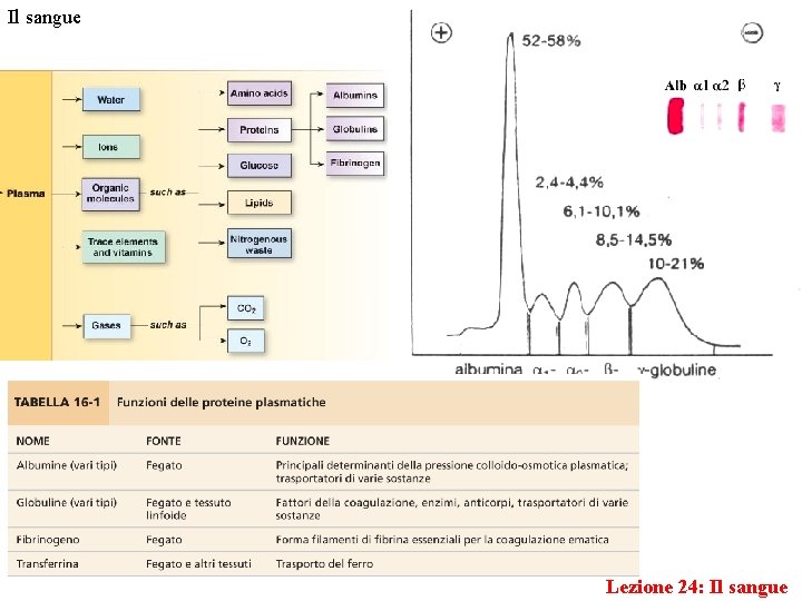 Il sangue Lezione 24: Il sangue 