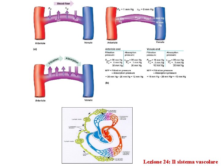 Lezione 24: Il sistema vascolare 