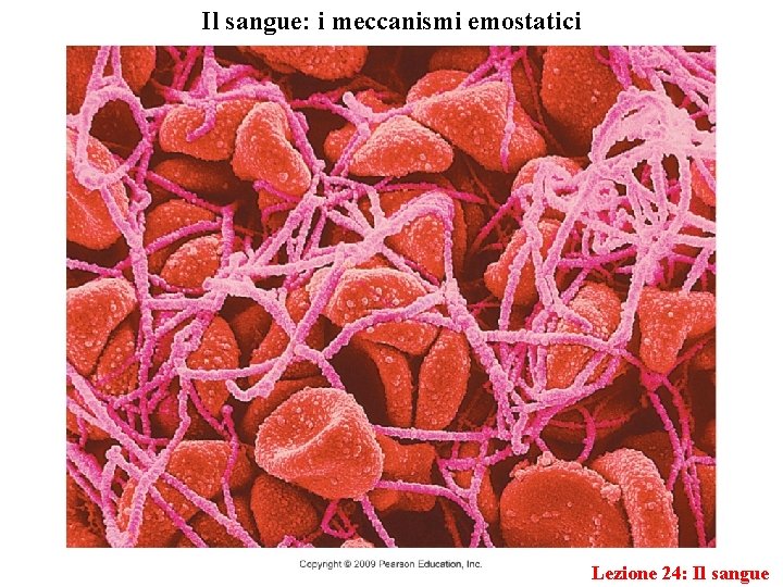 Il sangue: i meccanismi emostatici Lezione 24: Il sangue 