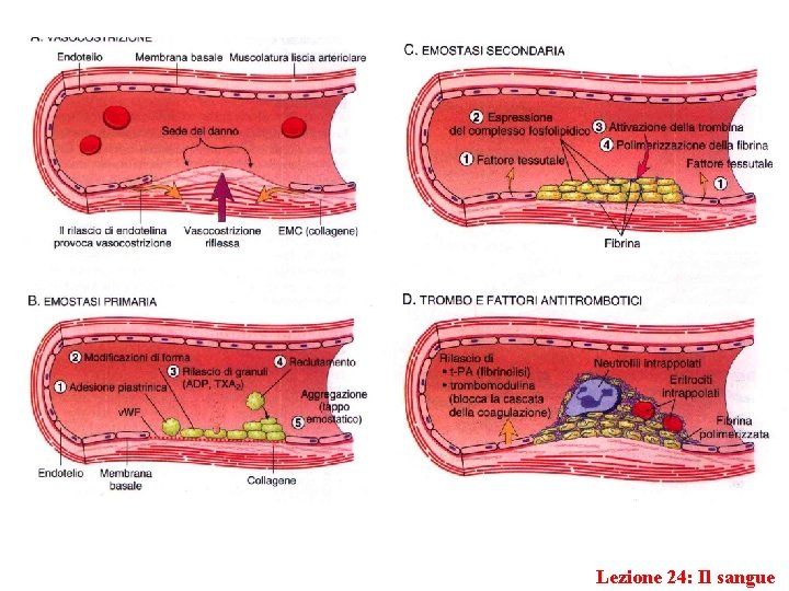 Lezione 24: Il sangue 