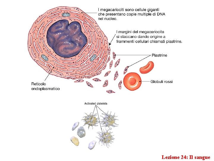 Lezione 24: Il sangue 