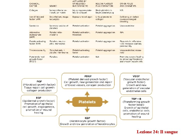 Lezione 24: Il sangue 