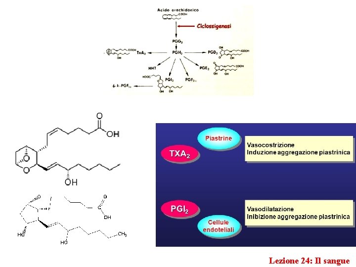 Lezione 24: Il sangue 