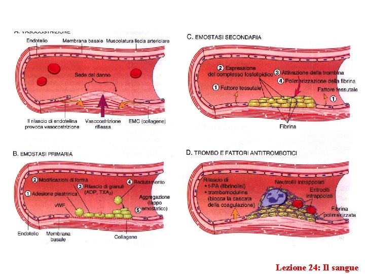 Lezione 24: Il sangue 