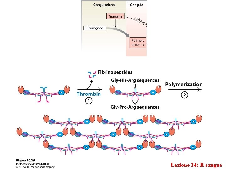 Lezione 24: Il sangue 