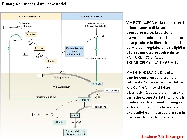 Il sangue: i meccanismi emostatici VIA ESTRINSECA è più rapida per il minor numero