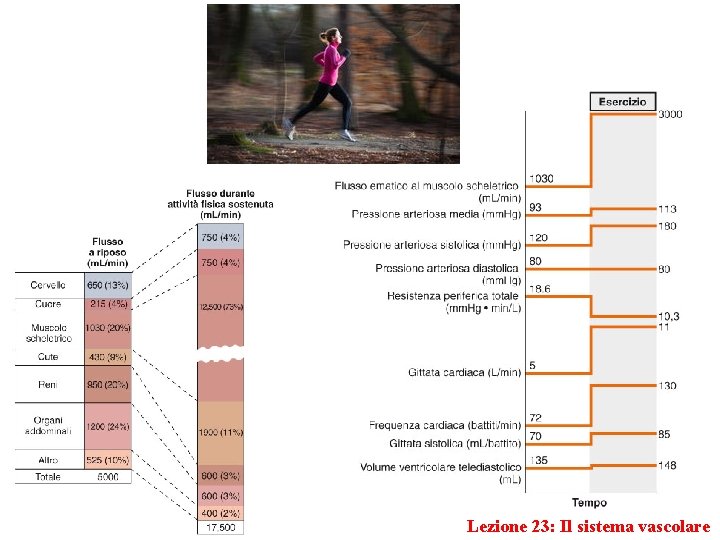 Lezione 23: Il sistema vascolare 